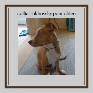 collier cuivre type lakhovsky pour  chien anneaux de vie