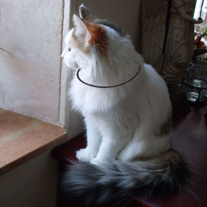 collier 7 métaux type lakhovsky pour chat ou petit chien